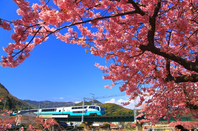 東京往伊豆有超闊景觀列車super view 踊子號。