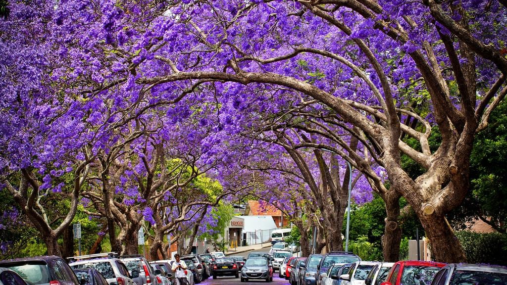 藍花楹隧道 - 悉尼Kirribilli